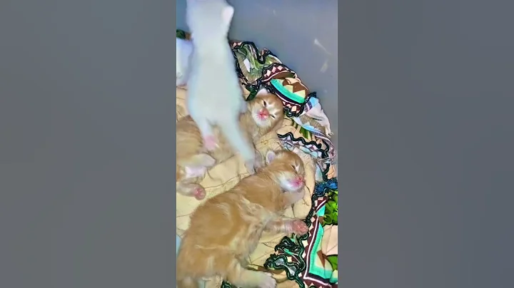 Watch the video about Kittens pair in light brown colour for sale 😽🐾 #new #persian #cat #love #barbie #cute #catlover