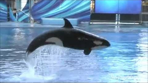 Favourite Orca MEP 