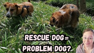 Are Rescue Dogs More Tricky