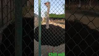 Ostrich(shutar murgh) #shortvideo #snackvideo#birdslover #österreich