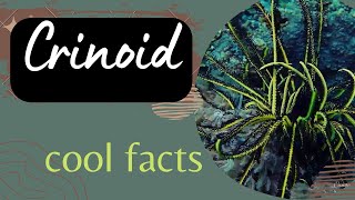 Crinoids facts 🐠 screenshot 4