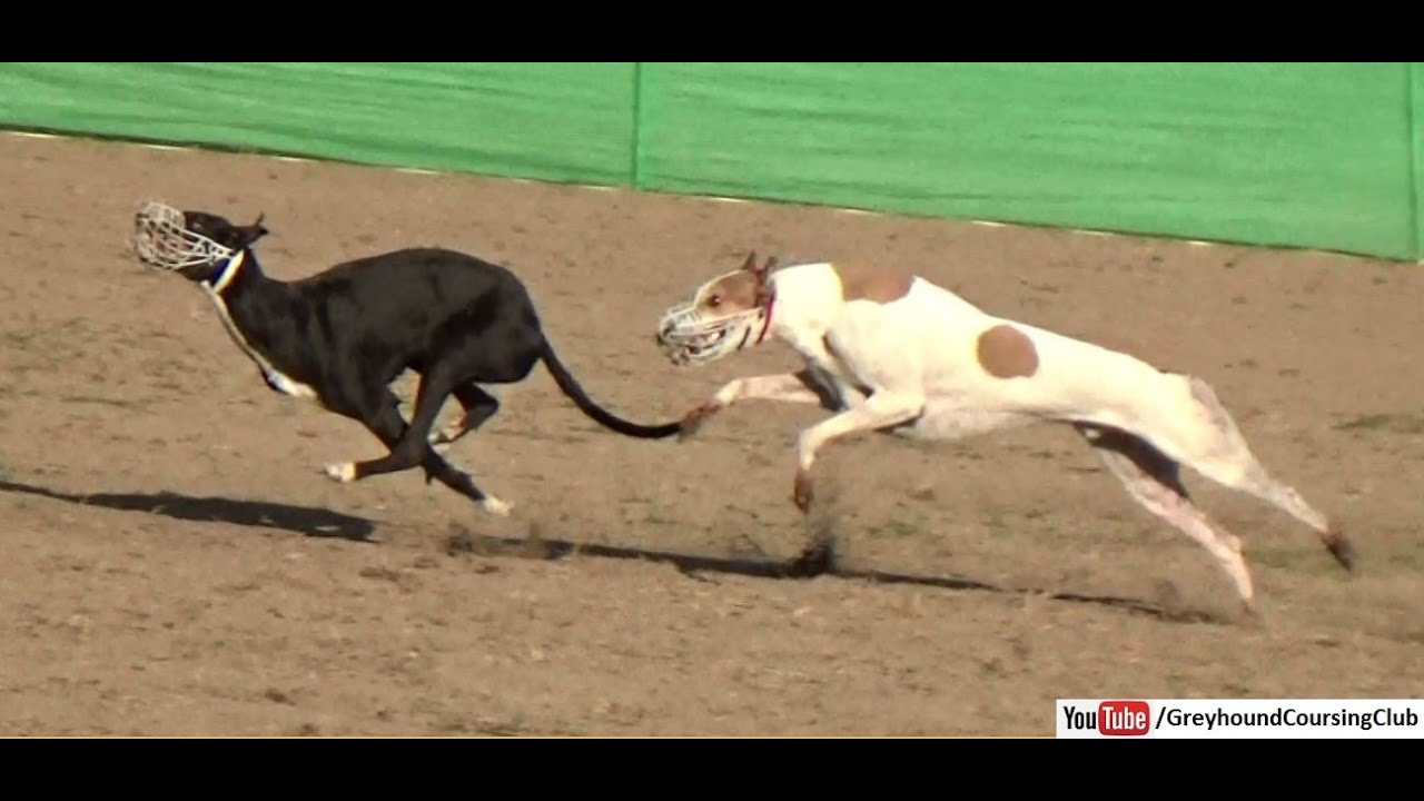 Coursing greyhound race 2021 season | dog racing