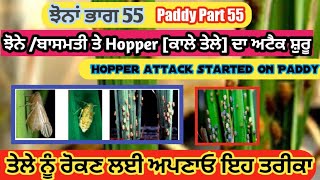 Risk of Rice plant hopper due to Favourable temprature(ਝੋਨੇ ਤੇ ਹਾਪਰ ਦਾ ਹਮਲਾ ਸ਼ੁਰੂ ਹੋਣ ਜਾ ਰਿਹਾ) gill
