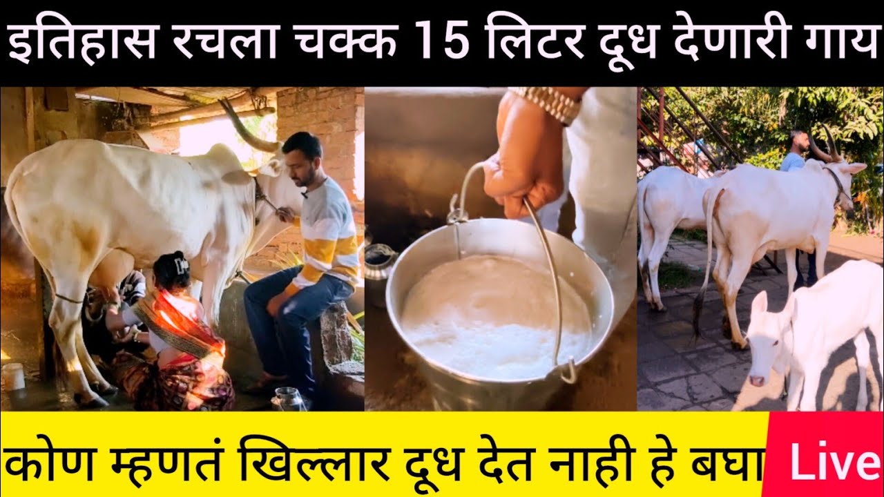 15 लिटर दूध देणारी खिल्लार गाय बघा समोर लाईव्ह मिल्किंग #निसर्गाची_नाळ 