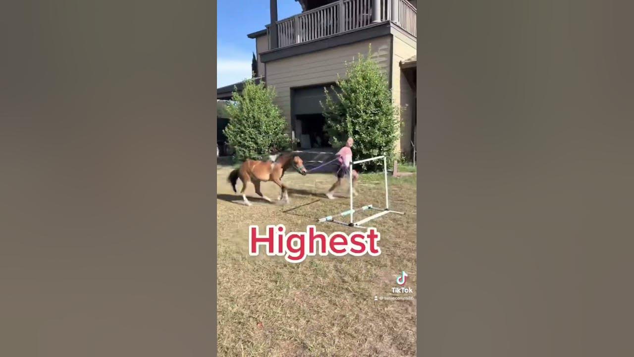 Miniature horse jumping high