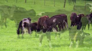 Dairy Cow Behaviour