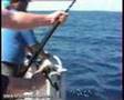 Sportfishing - Sailfish In The Air / Multiple Jumps
