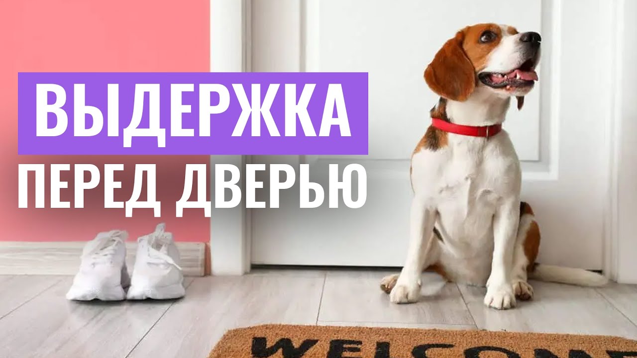 Собака отрывает бампер