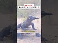 巨大トカゲ、食べ過ぎてまさかの悲劇!? #巨大トカゲ #自然の掟 #動物の悲劇 #捕食ミス #信じられない