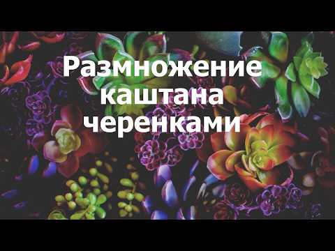 Видео: Размножение черенками каштана - Как вырастить черенки каштана