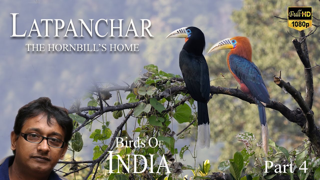 Latpanchar BIRDING I লাটপাঞ্চার পাখি দেখা I RUFOUS NECKED HORNBILL I হর্নবিল IHORNBILL NEST HOMESTEY