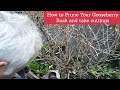 How to prune gooseberries and take cuttings pruning of gooseberries how to take cuttings easily
