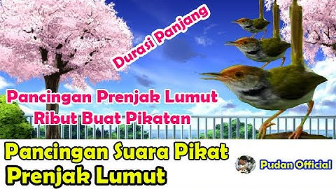PANCINGAN SUARA PIKAT PRENJAK LUMUT RIBUT