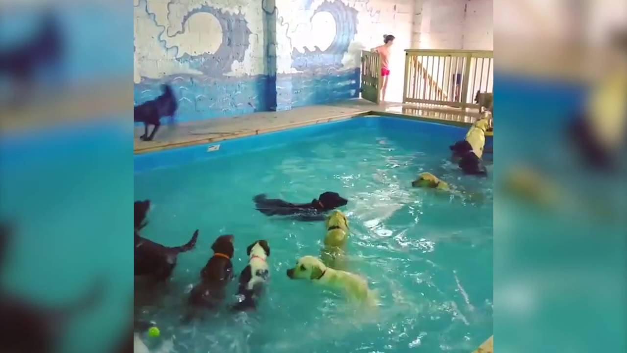 Pet Resort Lets All Dogs Go Swimming In Indoor Pool New York Post