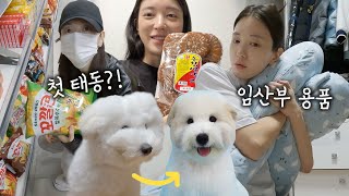 [VLOG] 처음 느껴보는 태동..! (임산부 속옷, 장인약과, 강아지 유치원, 대청소)