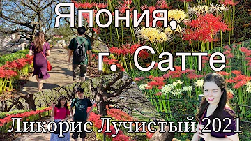 Прогулка в Японии, Ликорис лучистый 2021, г. Сатте, Сайтама. Осенние цветы восточной Азии