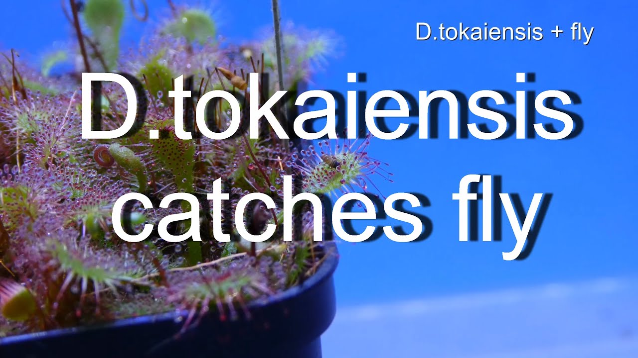 Drosera tokaiensis fängt Fliege/sundew D.tokaiensis catches fly