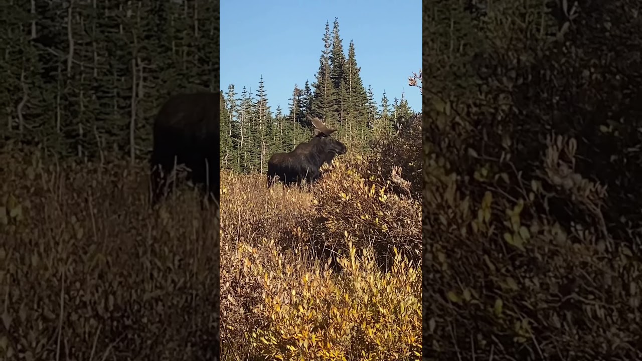 Bull Moose at Brainard Lake, CO