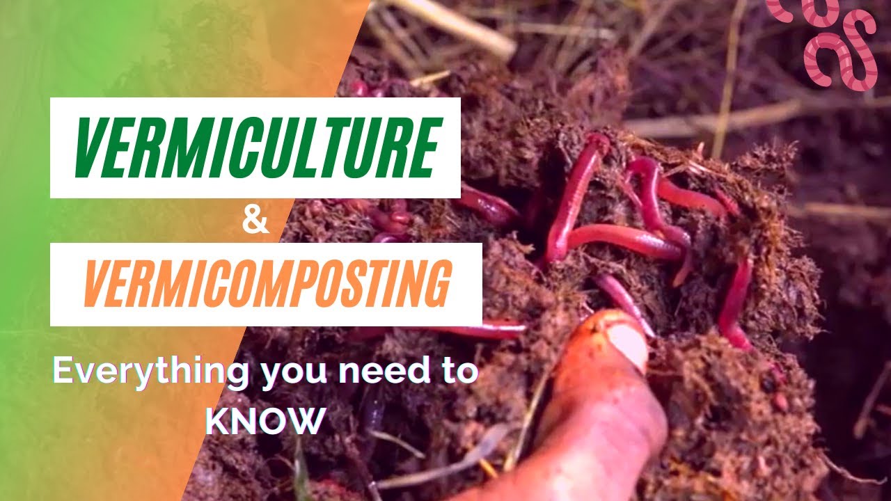 Vermiculture & Everything you need to know! YouTube