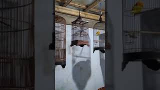 Download Lagu masteran gereja gacor MP3