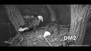 Decorah Eagles-DM2 A Little Clumsy Working On The Nest