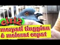 Ciri-ciri Merpati tinggian dan Melesat Cepat