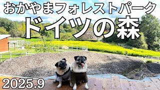 愛犬とお出かけスポット🐾『パグむぎはる🐶おかやまフォレストパーク ドイツの森へ！一日ゆっくり楽しめました‼』