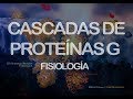 Cascadas de proteínas G | Fisiología