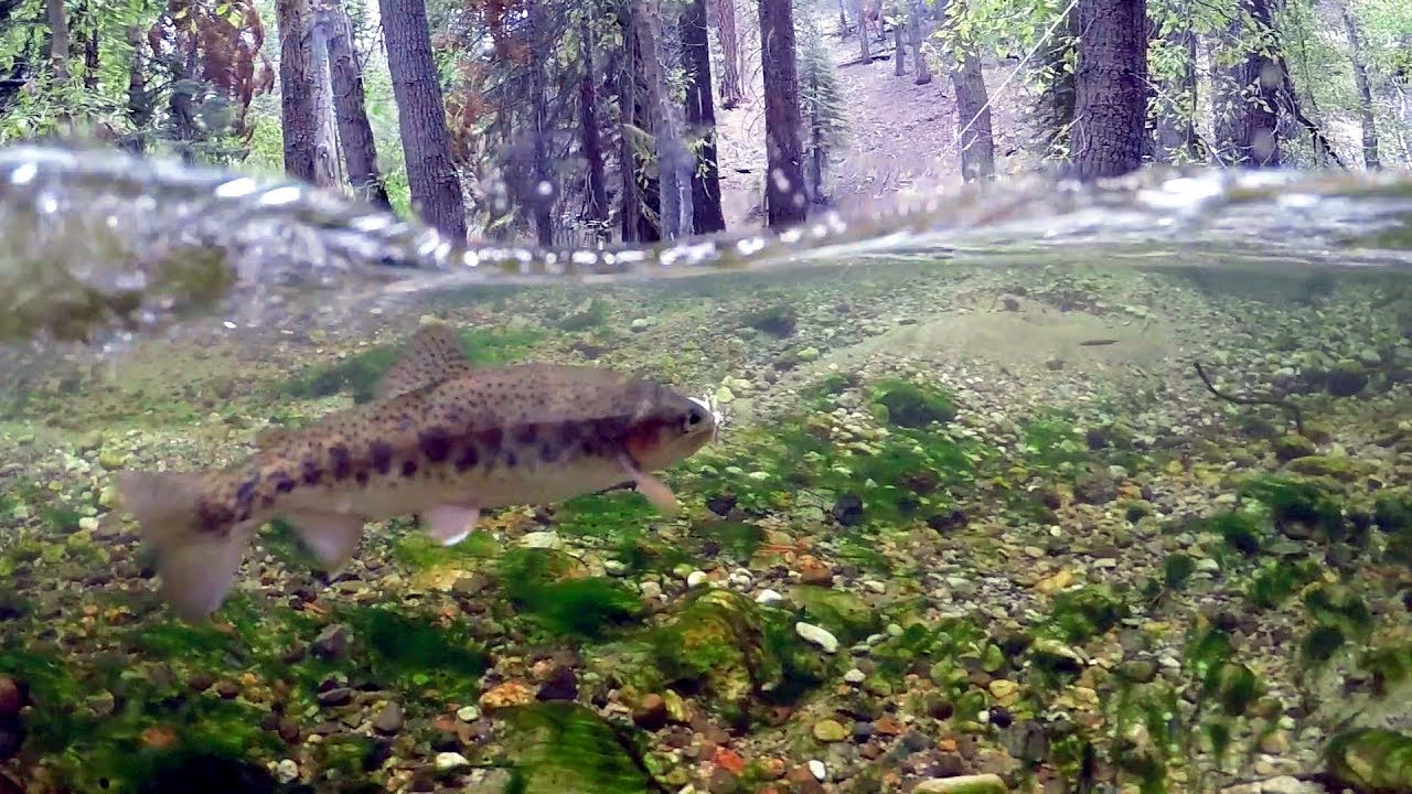 Micro Fishing In A Crystal Clear Stream! YouTube
