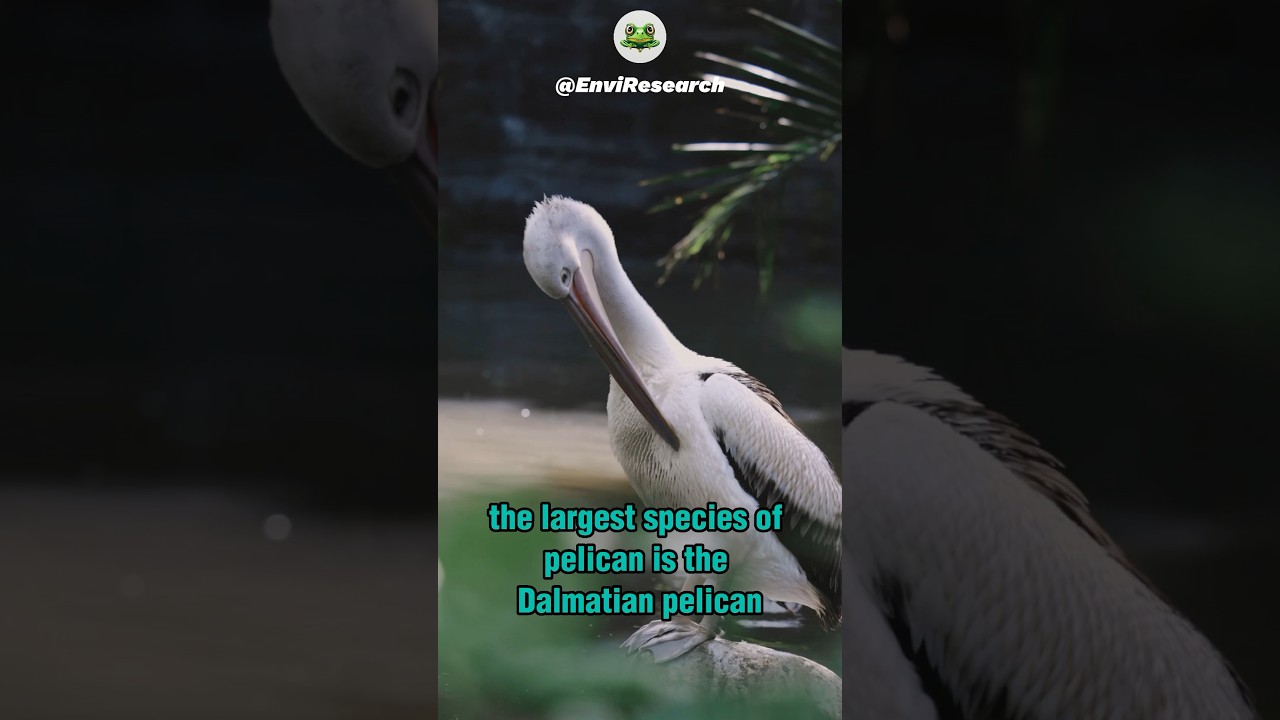 Secrets of the Sky:The Fascinating World of Pelicans Revealed 