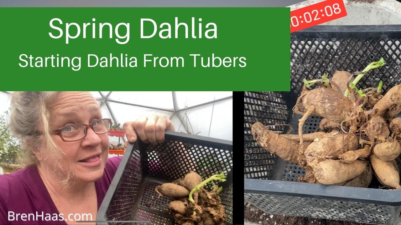 Starting Dahlia Tubers YouTube