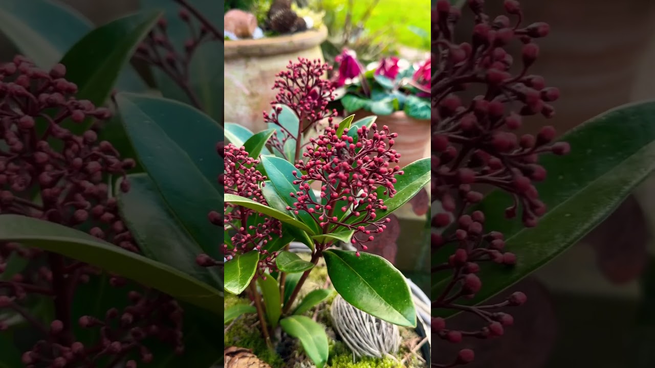 Утро в моём горшечном садике 🌱 Der Morgen in meinem Garten 🌱16.02.25