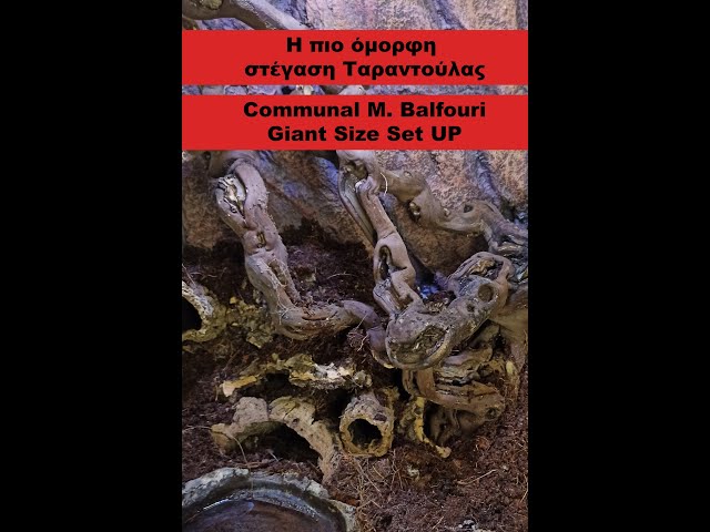 Ταραντούλα αράχνη στήσιμο κοινόβιο | Communal M. Balfouri | Feeders Strs 74