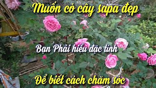 Hoa hồng cổ SaPa – Cách trồng và chăm sóc giống hoa hồng cổ quý tại Việt Nam