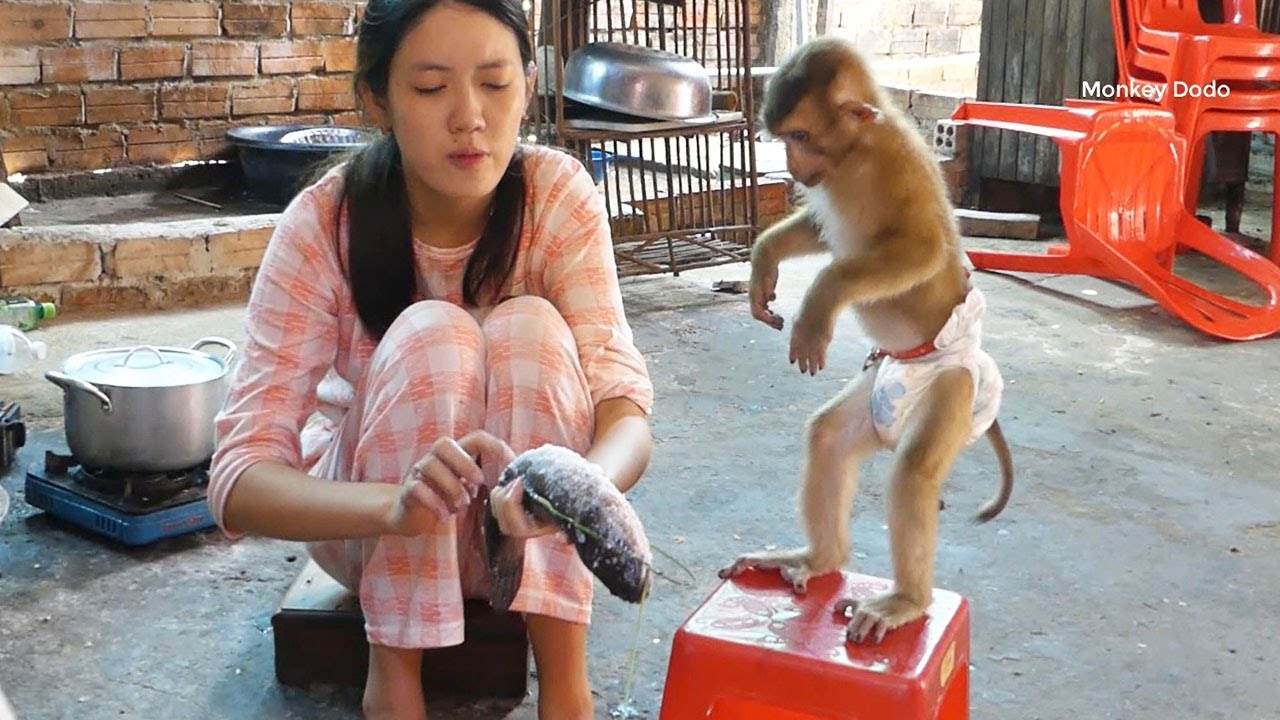 Dodo Standing Patient Looking Mom Grill Fish With Salt