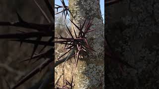 Wilderness Park | Naturally Nebraska Lincoln Ne Wilderness Park