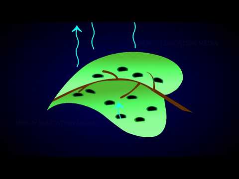 Anatomy of a Dicot and Monocot Leaves