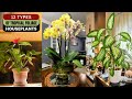 12 Types of Tropical Foliage House Plants || Indoor Plants #plants