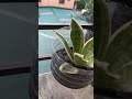 How many plants i have