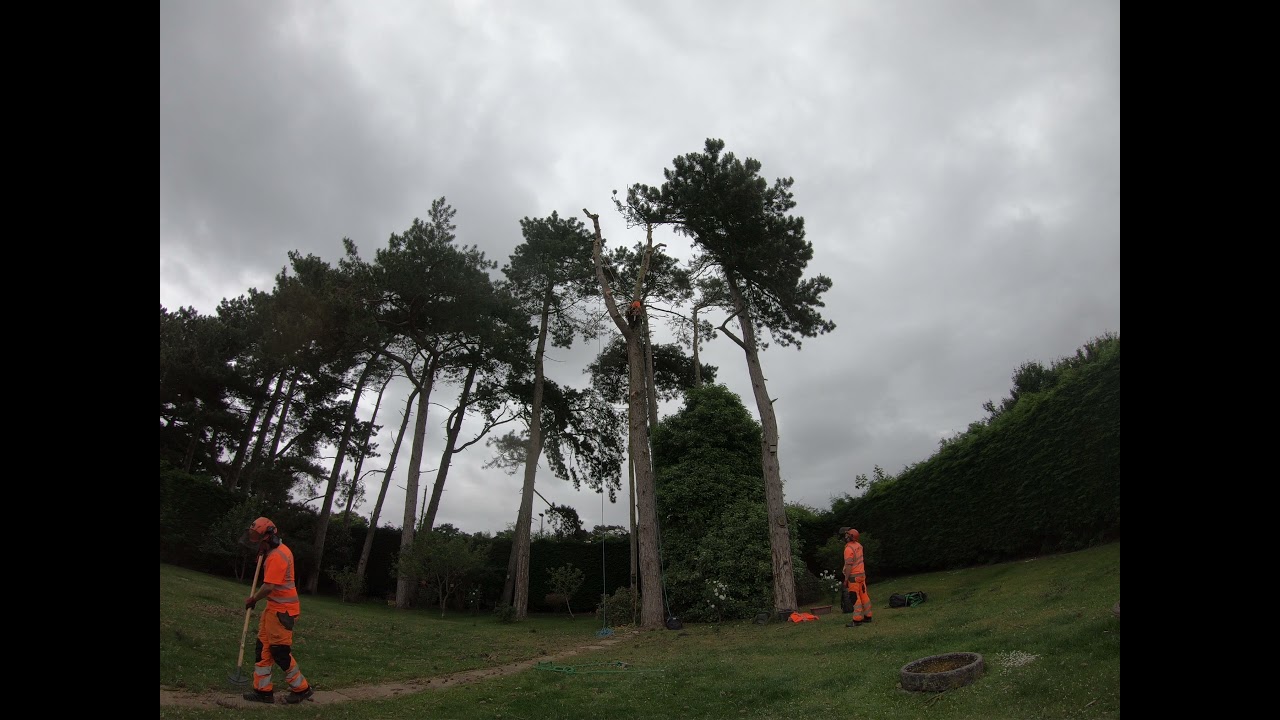 Pine Tree Removal - YouTube