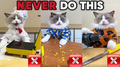 🚫🐾 Puff's Guide: Life Hacks You Should NEVER Try! 🛑✨