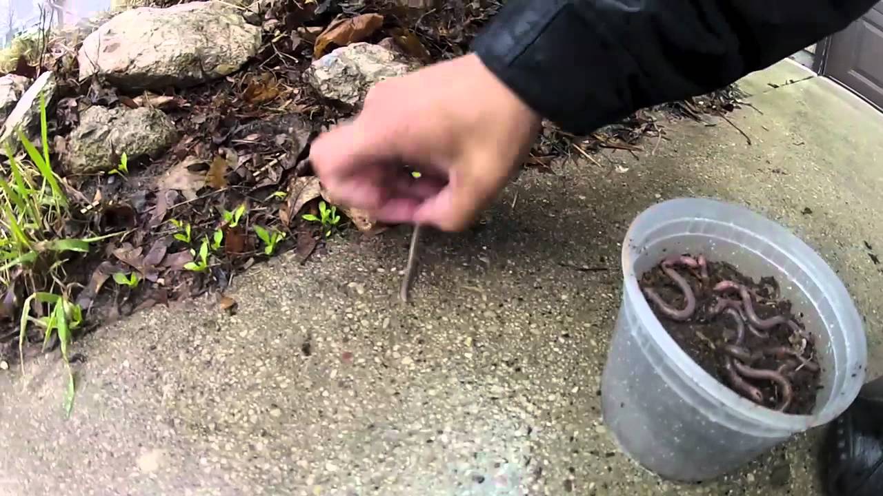 Worm Hunting YouTube