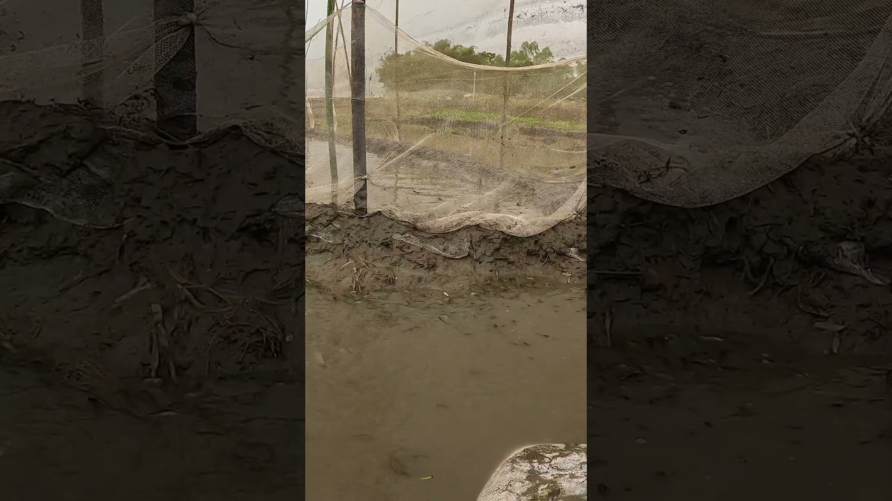 Amazing Traditional Dry Season Muddy Water River Fishing Video 