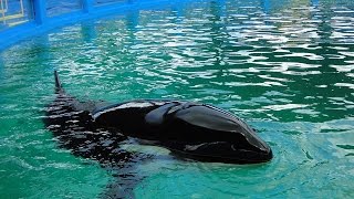 Борьба за освобождение косатки Лолиты продолжается