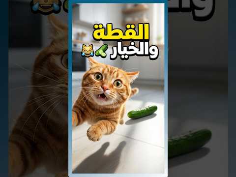 ليه القطة بتتجن ن من الخيار