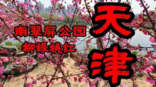 天津 柳绿桃红的南翠屏公园