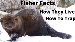 Fisher Facts! How They Live & How To Trap!