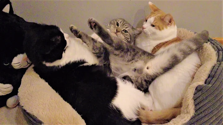 Video 11777041: grey british shorthair kitten, british shorthair male kitten, cat playing