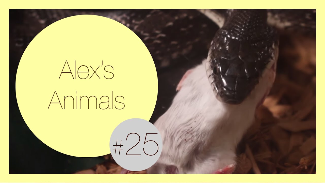 north carolina time Handling & Feeding Wild Rat Snake