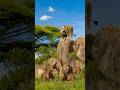 The Lion Who Defeated 100 Other Lions #facts #animals